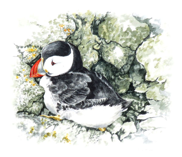 Atlantic Puffin